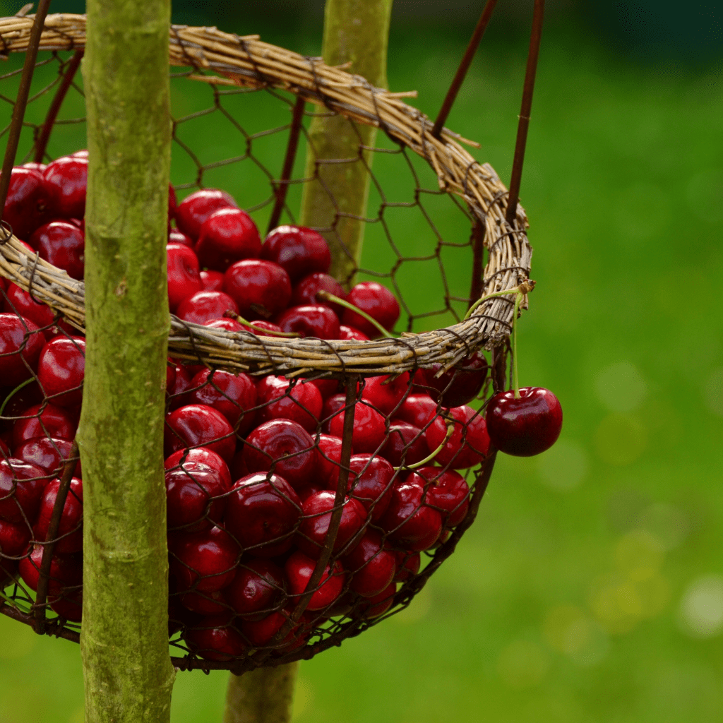 Fight Inflammation With&nbsp;Cherries